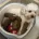 Cavapoo