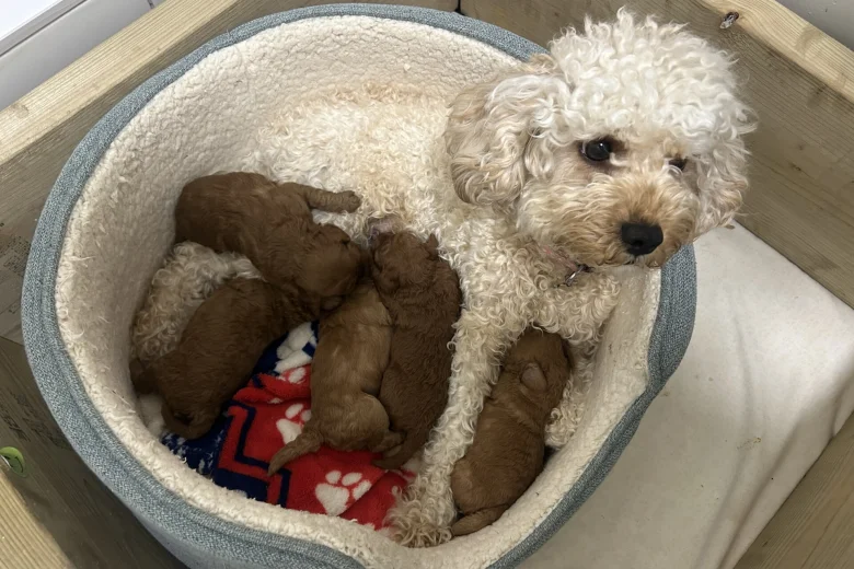 Cavapoo