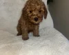 Cavapoo