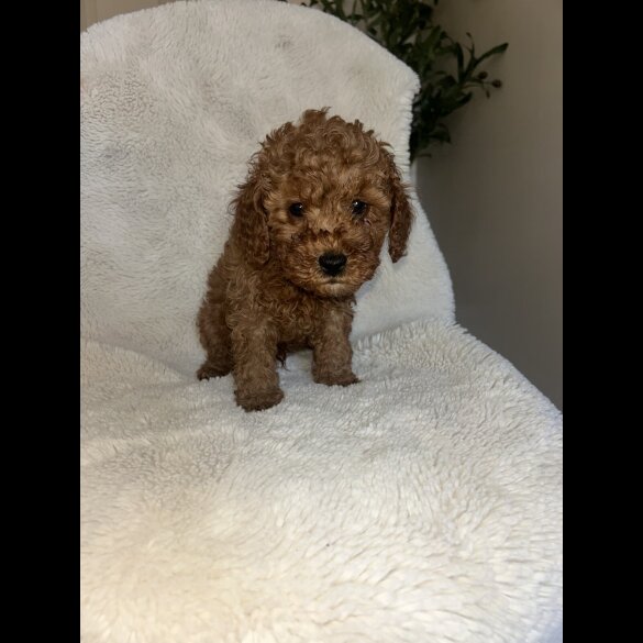 Cavapoo