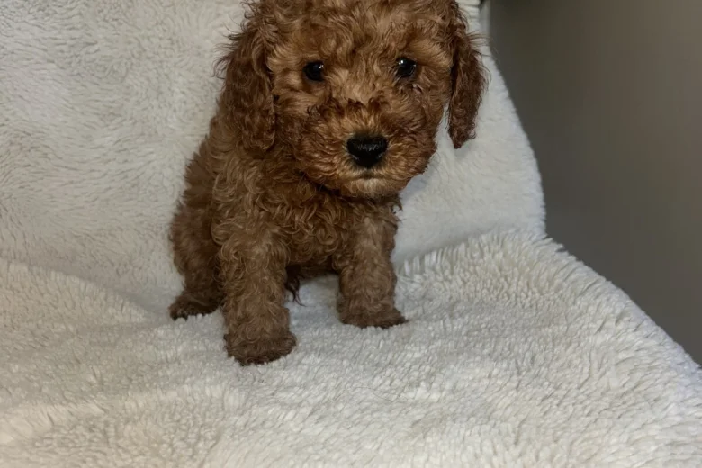 Cavapoo