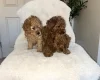Cavapoo