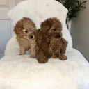 Cavapoo