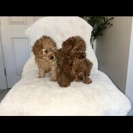 Cavapoo