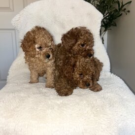 Cavapoo