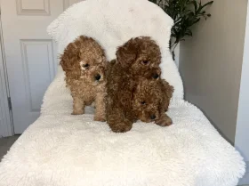 Cavapoo