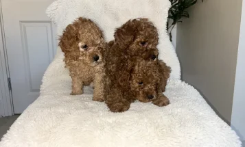 Cavapoo