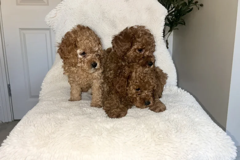 Cavapoo