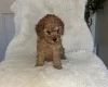 Cavapoo