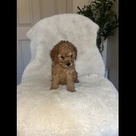 Cavapoo