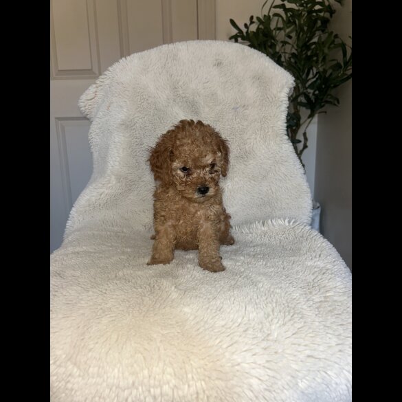 Cavapoo