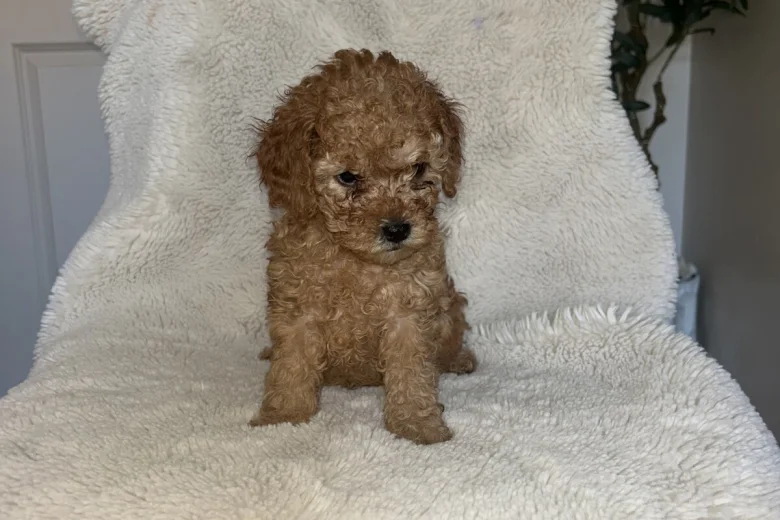 Cavapoo