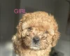 Cavapoo