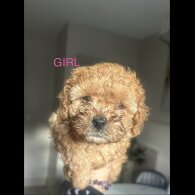 Cavapoo
