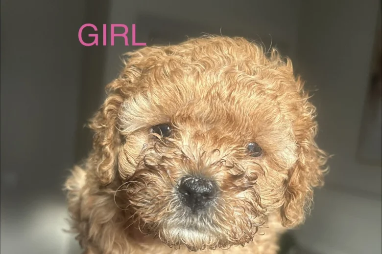 Cavapoo