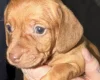 Dachshund (Smooth Haired)