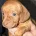 Dachshund (Smooth Haired)