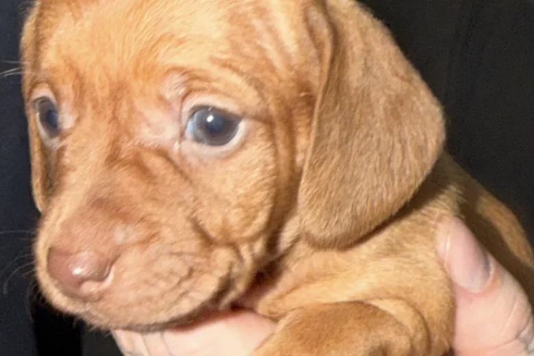 Dachshund (Smooth Haired)