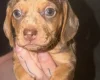 Dachshund (Smooth Haired)
