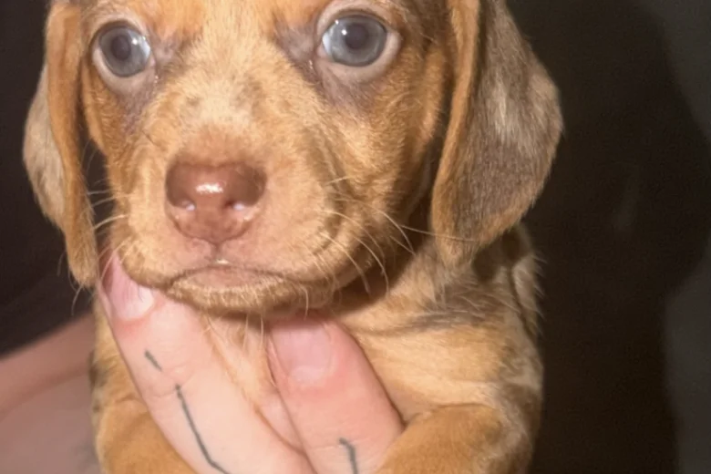 Dachshund (Smooth Haired)