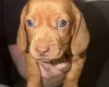 Dachshund (Smooth Haired)
