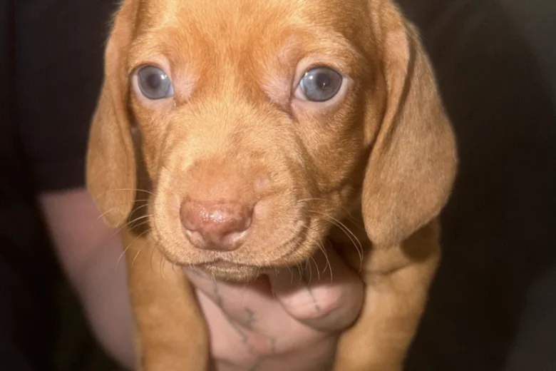 Dachshund (Smooth Haired)