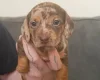 Dachshund (Smooth Haired)