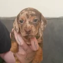 Dachshund (Smooth Haired)