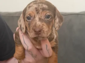 Dachshund (Smooth Haired)