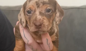 Dachshund (Smooth Haired)
