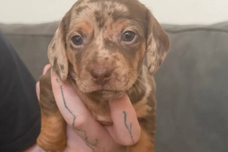 Dachshund (Smooth Haired)