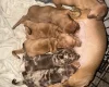 Dachshund (Smooth Haired)