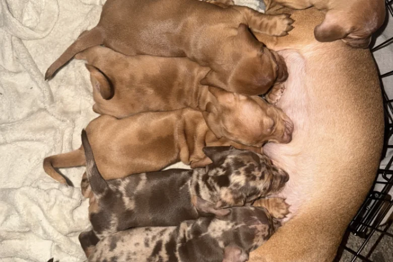 Dachshund (Smooth Haired)