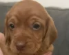 Dachshund (Smooth Haired)