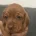 Dachshund (Smooth Haired)