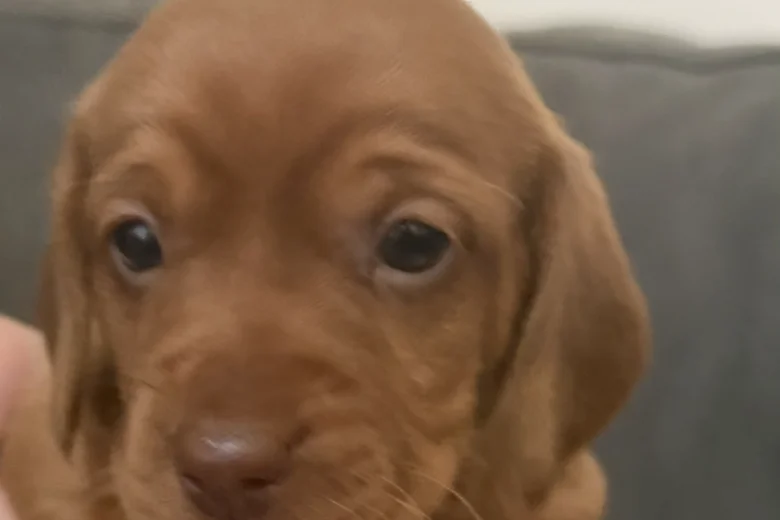 Dachshund (Smooth Haired)