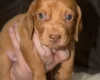Dachshund (Smooth Haired)