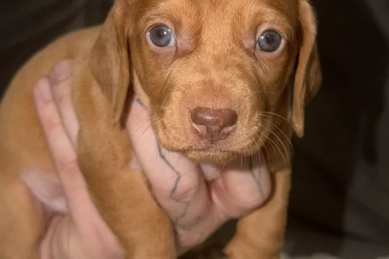 Dachshund (Smooth Haired)