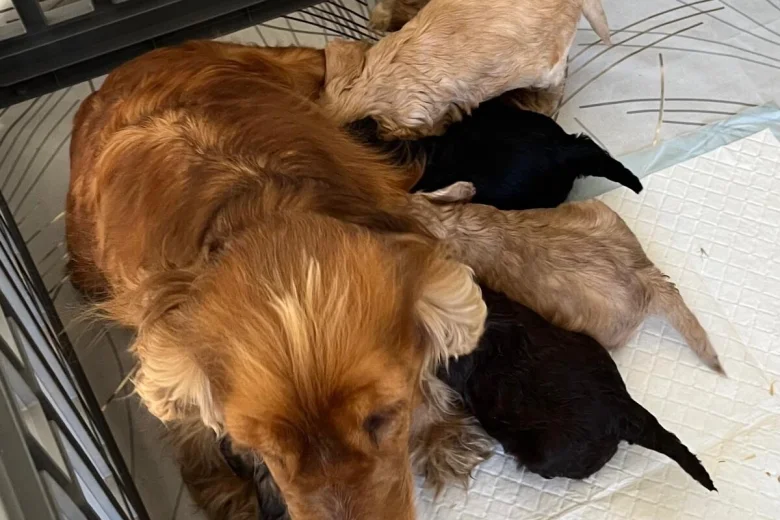 Cockapoo