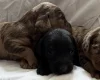 Doxipoo