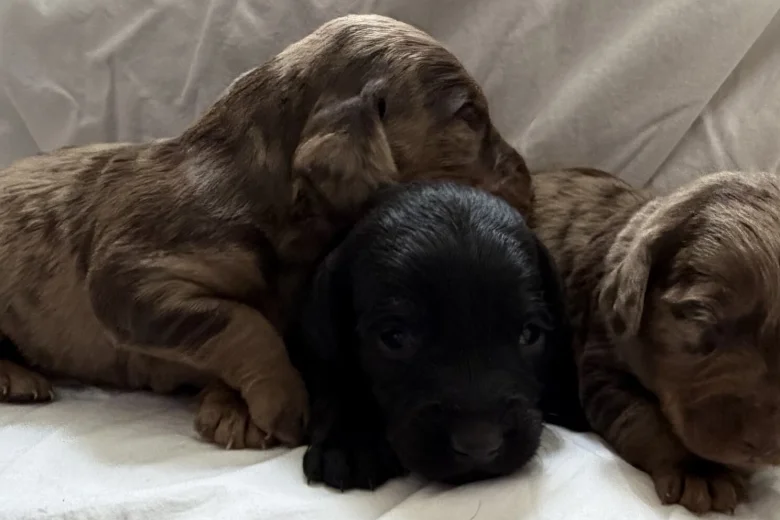 Doxipoo