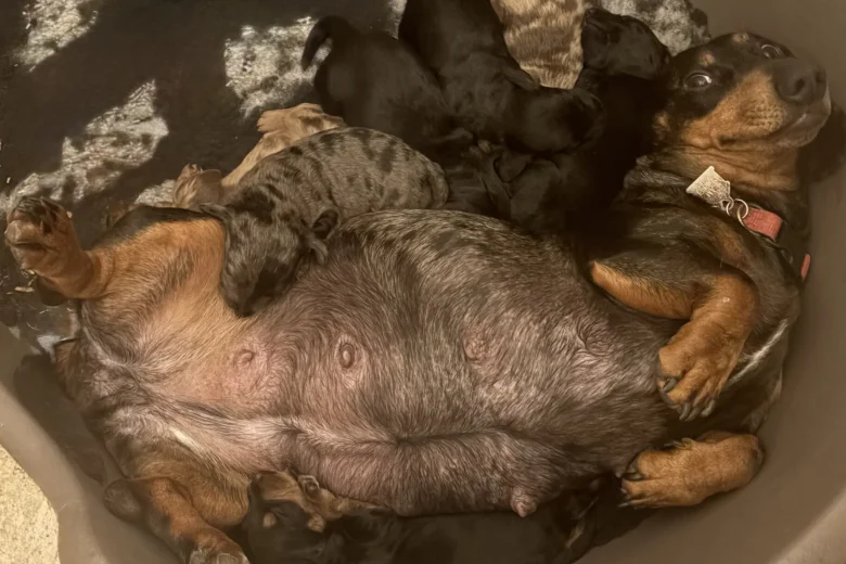 Doxipoo