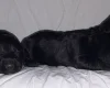 Doxipoo