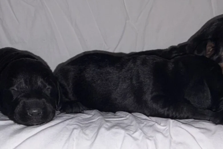 Doxipoo