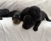 Doxipoo