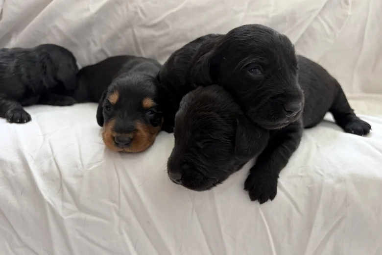 Doxipoo