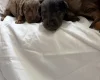 Doxipoo