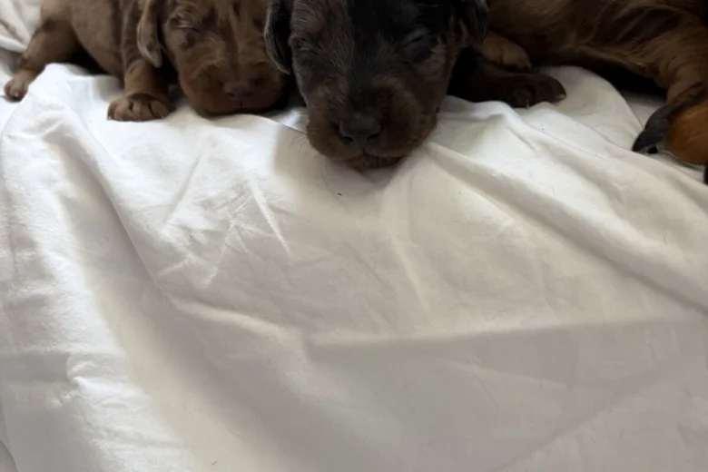 Doxipoo