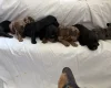 Doxipoo