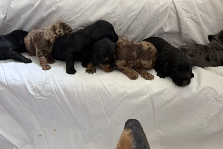 Doxipoo